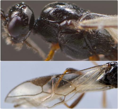 Blacus nigricornis